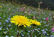 81 Fiori di tarassaco emergono sui nontiscordar...